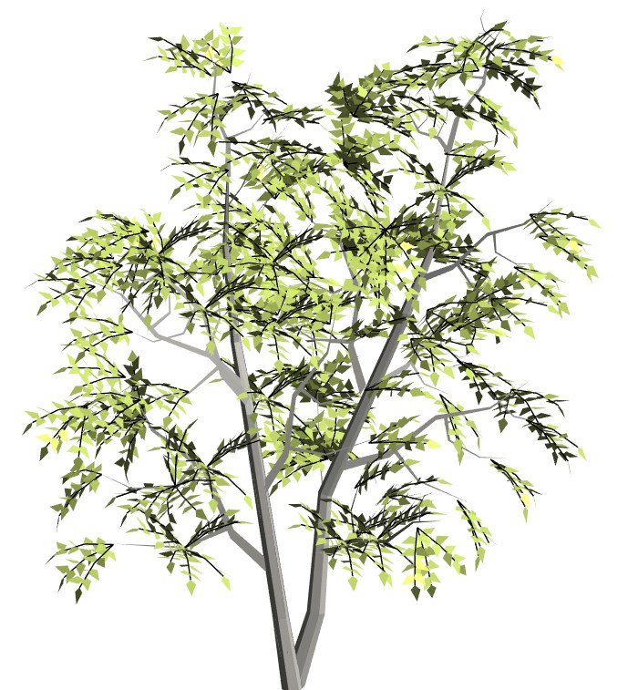 族库大师-31榆树白榆、家榆榆科榆属落叶乔木Ulmus pumila L.