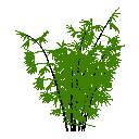 植物-竹子-参数化大小