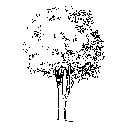 Evergreen Big Arbor Elevation 2