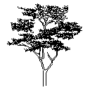 Evergreen Big Arbor Elevation 3