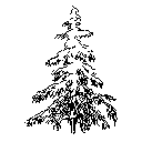 Pine Tree Elevation
